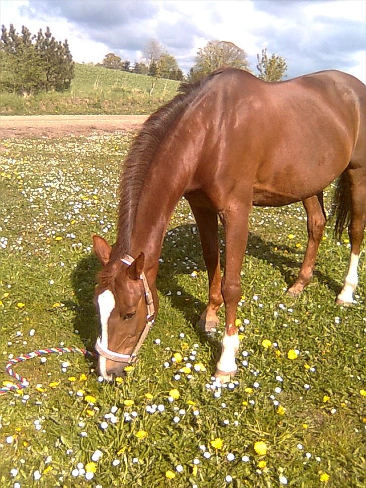 Anden særlig race  C'est la bon R.I.P - mmm græs;P billede 6