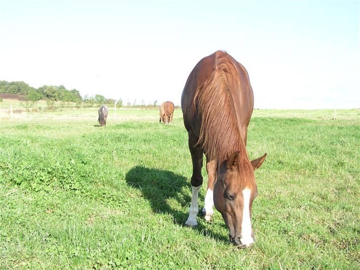 Arabisk fuldblod (OX) La Toya billede 12