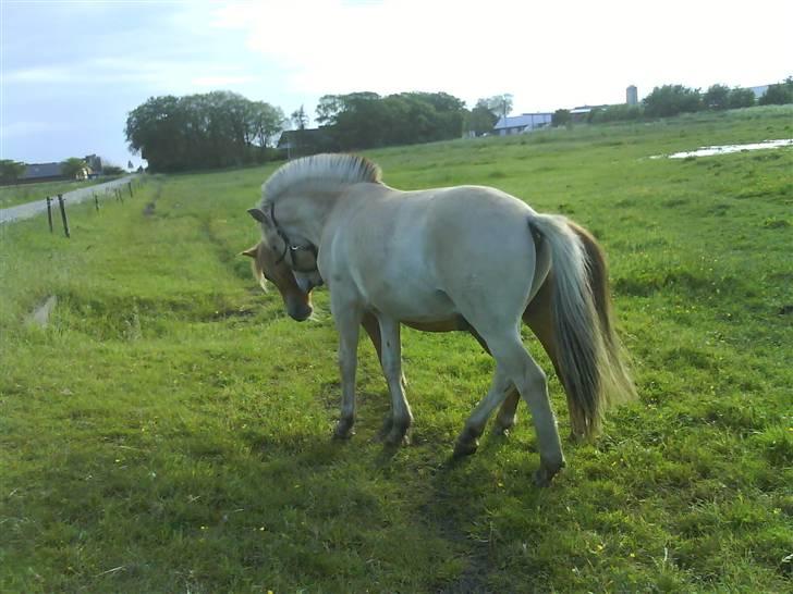 Fjordhest Silas *Solgt* - Nu skal der leges billede 2