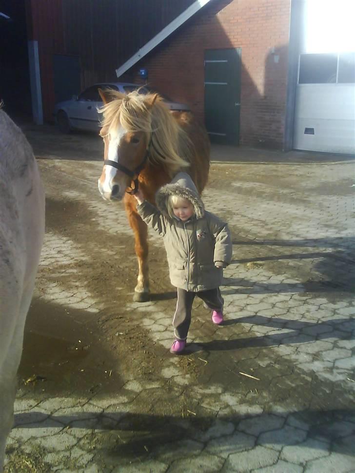 Anden særlig race Blis *Sov godt min pige* - så skal hestene på fold billede 1