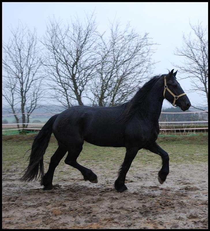 Frieser Berber van Ravensbos billede 13