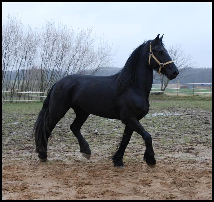 Frieser Berber van Ravensbos billede 16