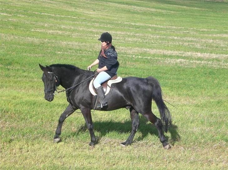 Oldenborg HHE's Turbo - † R.I.P † - Regitze på skønheden :´] [Foto: Priis] billede 19