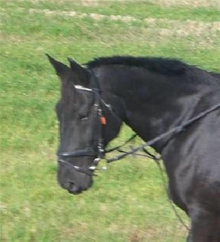 Oldenborg HHE's Turbo - † R.I.P † - Smuksakken <3 Elsker den dreng :´] [Foto: Priis] billede 20