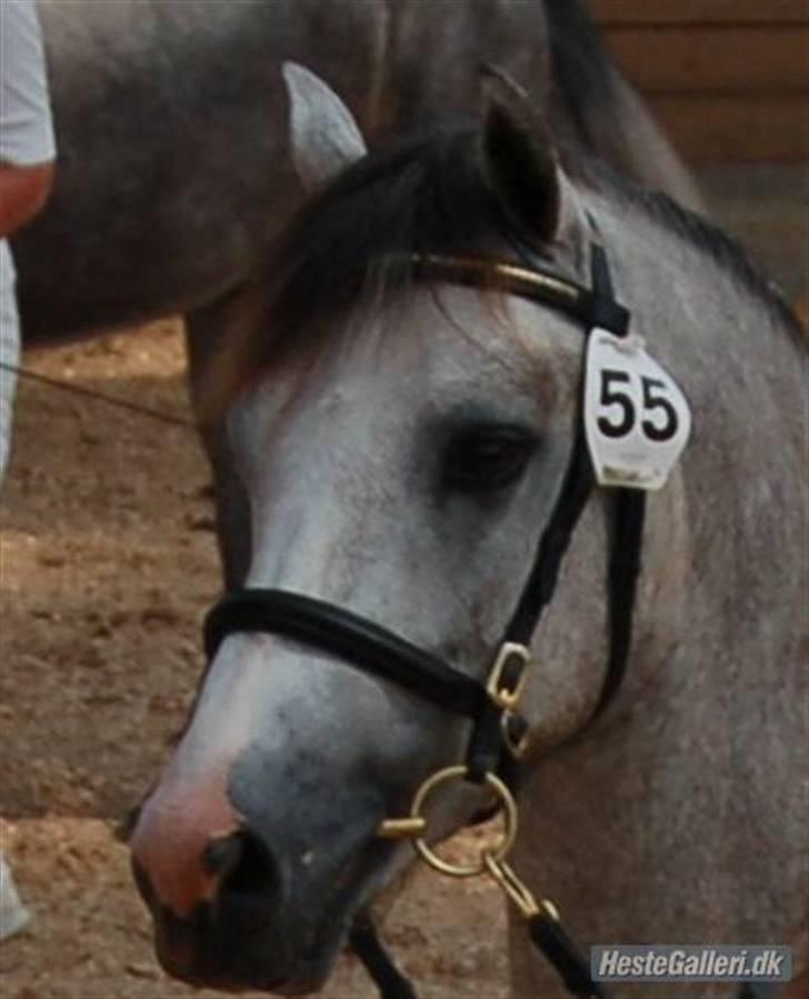 Connemara Banks Miro billede 9