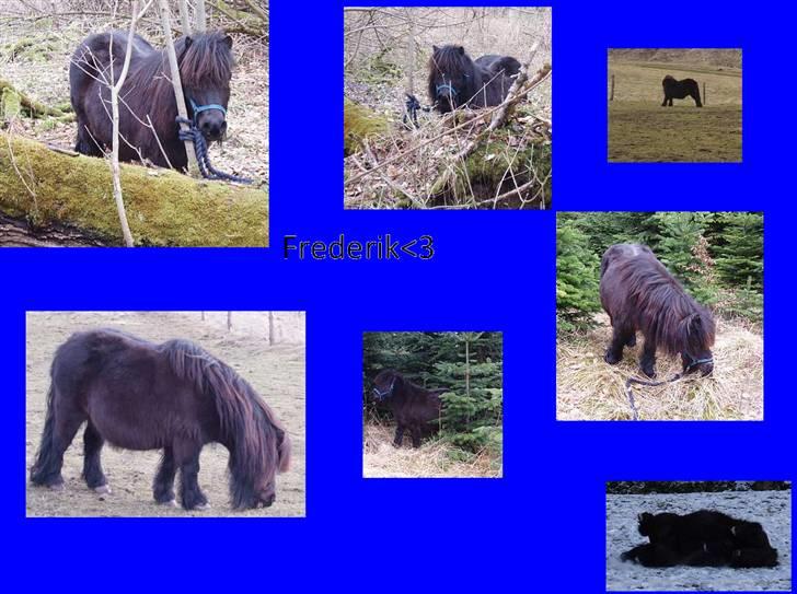 Shetlænder Frederik billede 19