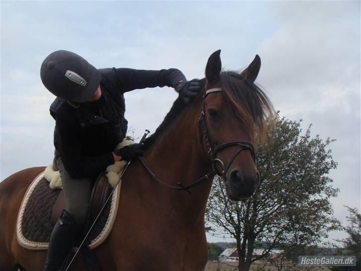 Anden særlig race Misti.<3 (LÅNT UD s; )  - veeeeelkommen til mistis profil ! :D  lig gerne en kommentar og smid en bedømmelse. d; Misti jeg elsker dig! vores bånd er noget helt specielt, du har gjort alt for mig! DU BEDST!  billede 1