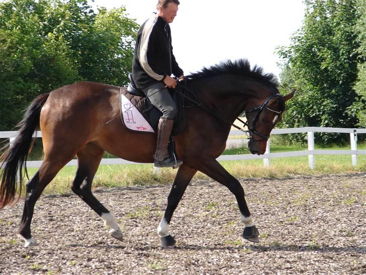 Trakehner  Viva - Viva 12 gang med rytter på billede 19