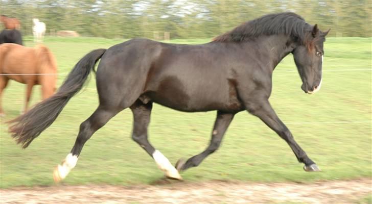 Anden særlig race Diego  billede 2