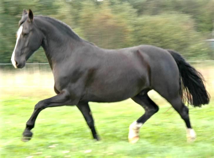 Anden særlig race Diego  billede 3