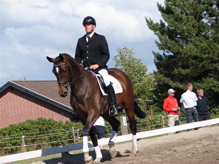 Trakehner  Viva - Viva  billede 20