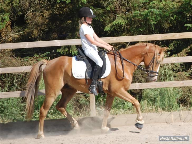 Arabisk fuldblod (OX) Sultan (R.I.P) billede 4