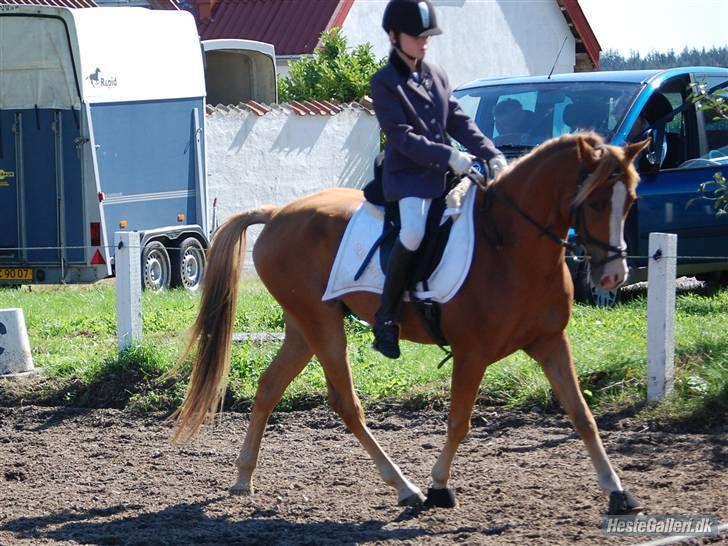 Arabisk fuldblod (OX) Sultan (R.I.P) billede 5