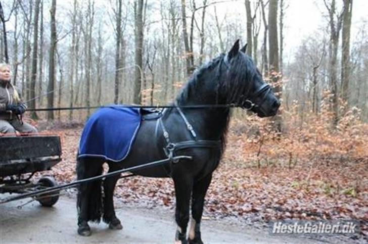Fell pony Bluewater Humber - Velkommen til Humbers profil :D Efterårstur i Boserup skov  billede 1