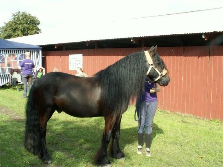 Fell pony Bluewater Humber - Storehestedag :) 08 billede 5