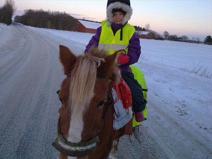 Anden særlig race Blis *Sov godt min pige* - lille Blis og stump på vej til Borris brugs billede 2
