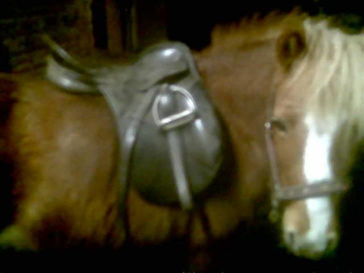 Anden særlig race Blis *Sov godt min pige* - prøver lii om sadlen passer billede 3