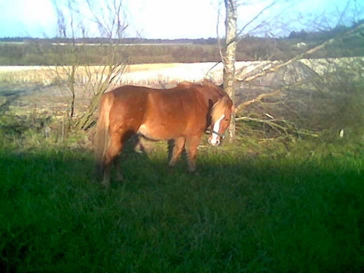 Anden særlig race Blis *Sov godt min pige* - mmm græs billede 4