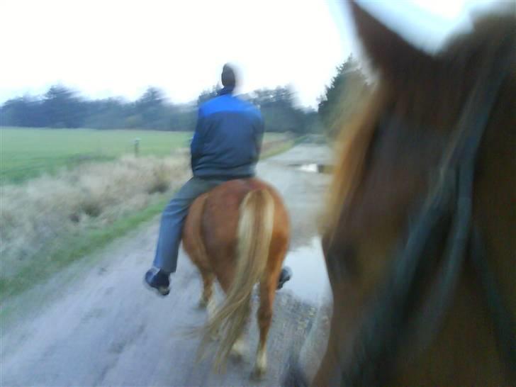 Anden særlig race Blis *Sov godt min pige* - en lille hyggetur langs skov og marker billede 5