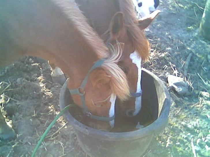 Anden særlig race Blis *Sov godt min pige* - vi legede med baljen så vandet plaskede ud så fik noget nyt da mor så det..  billede 6