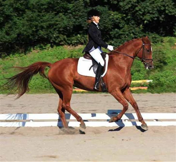 Dansk Varmblod Lavega #Aflivet#  - Lavega og mig til dressurstævne hjemme på ØRK. Galop med øget springlængde i LB2. d. 13.09.2008. Fotograf; Crillo billede 16