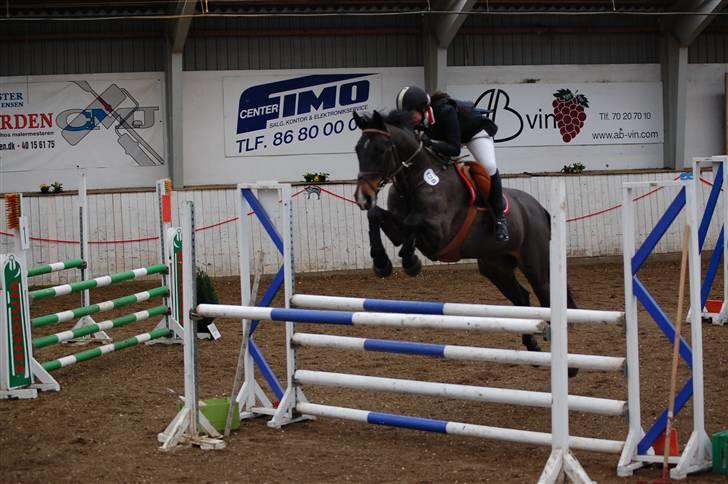 Anden særlig race Liberty - Spring stævne billede 2