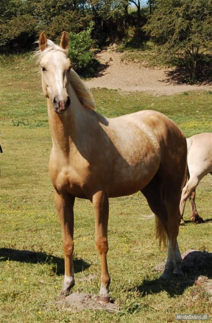 Palomino Rudolph's Cheyenne - Chey på græs, 2 år billede 15