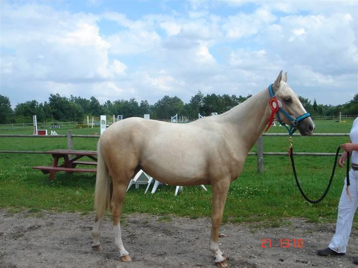 Palomino Rudolph's Cheyenne - til 1 års skue billede 16
