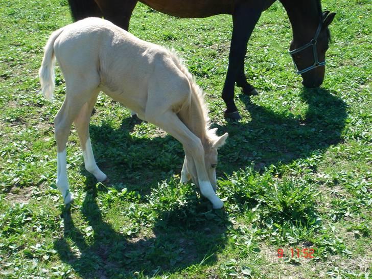 Palomino Rudolph's Cheyenne - er svært at nå græsset med de lange ben : ) billede 18