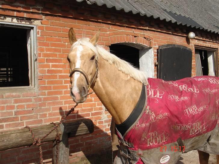 Palomino Rudolph's Cheyenne billede 11