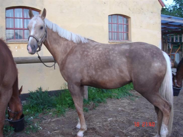 Palomino Rudolph's Cheyenne billede 13