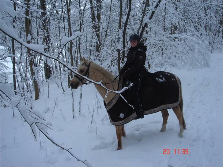Palomino Rudolph's Cheyenne - Snetur i skoven billede 12