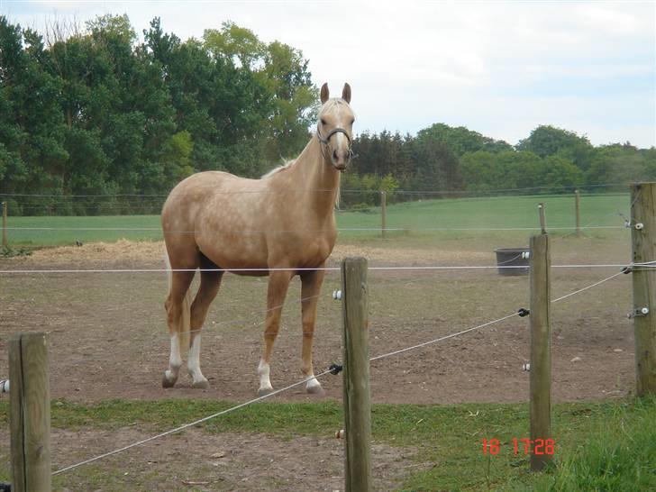 Palomino Rudolph's Cheyenne billede 14