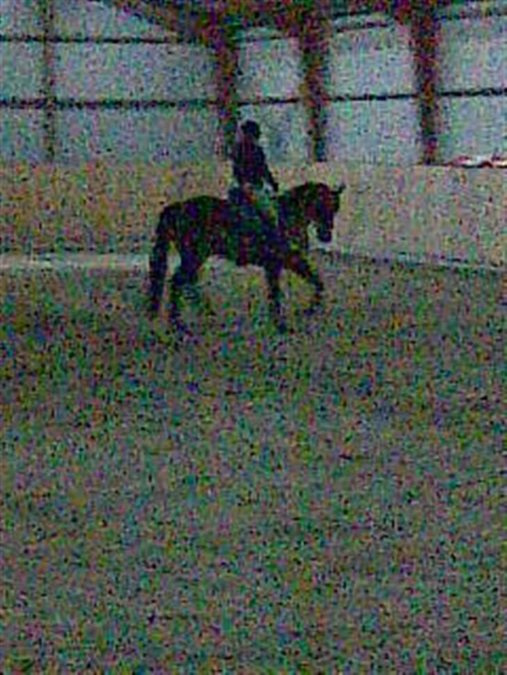 Traver Hanibal *Solgt* - Min banihal <3  billede 7