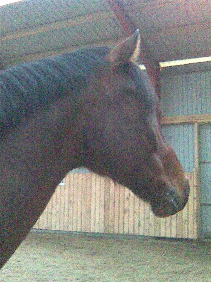 Traver Hanibal *Solgt* - Min banihal <3  billede 8