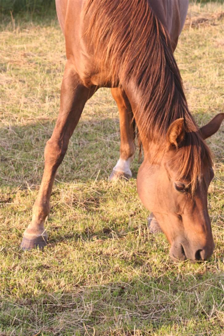 Quarter Tilly/Fancy (solgt) - lille pru´er :b billede 2