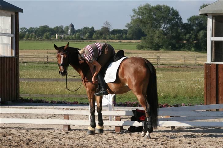 Welsh Pony af Cob-type (sec C) Kielshoop Honey Starlight - solrød 2009 billede 7