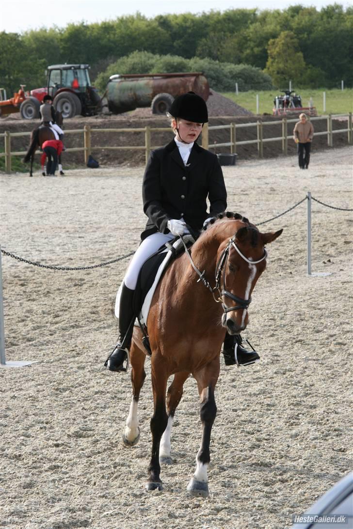 Welsh Pony af Cob-type (sec C) Kielshoop Honey Starlight - middelfart ecco billede 8