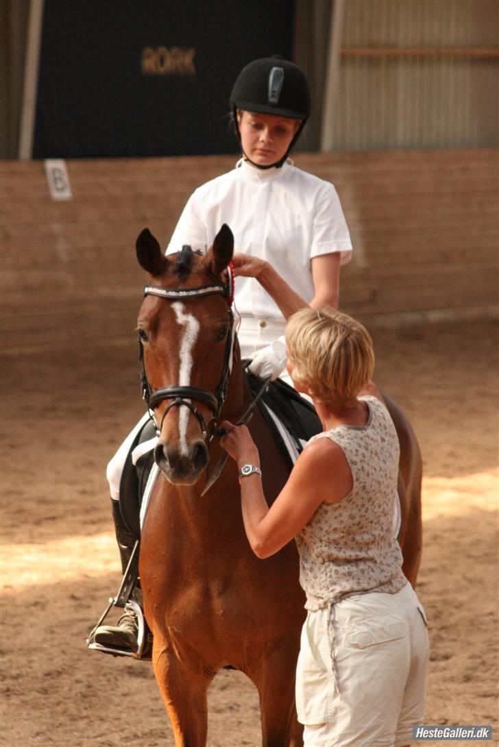 Welsh Pony af Cob-type (sec C) Kielshoop Honey Starlight - middelfart ecco billede 9