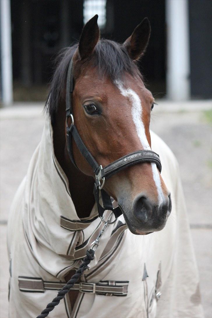 Welsh Pony af Cob-type (sec C) Kielshoop Honey Starlight - NYT 2010 4/8 billede 10