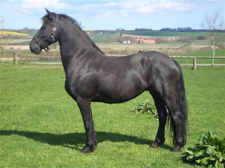 Frieser Gaia Hvalløs - Gaia dagen efter hun fik føl billede 2