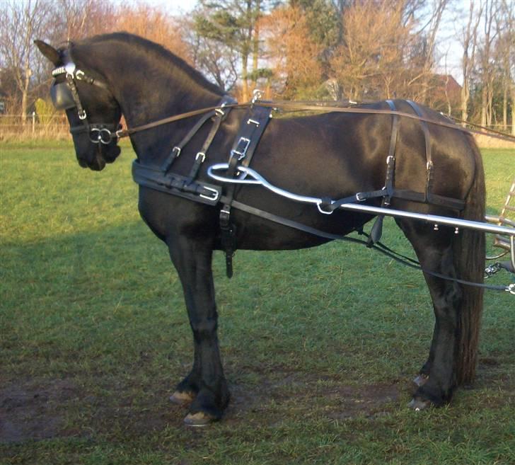 Frieser Gaia Hvalløs - gaia for vogn billede 5