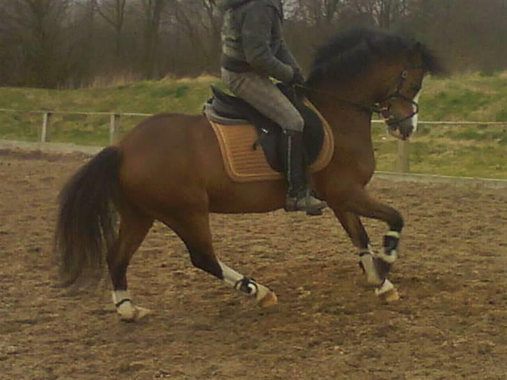 Welsh Pony (sec B) Fokus | B-pony | SOLGT! - MEGA god galop  billede 8