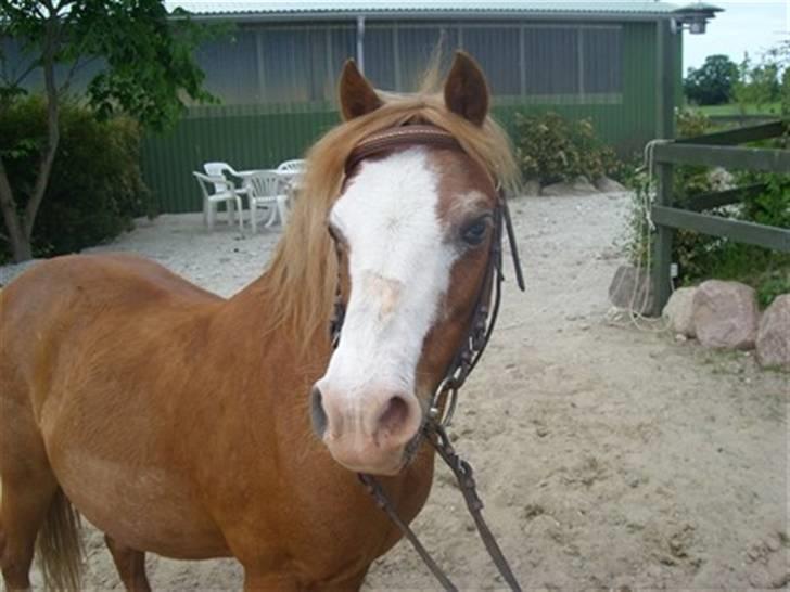 Welsh Mountain (sec A) Bubbly Snowflake  - På Ridebanen Efter en dejlig lang spring time 8D billede 4