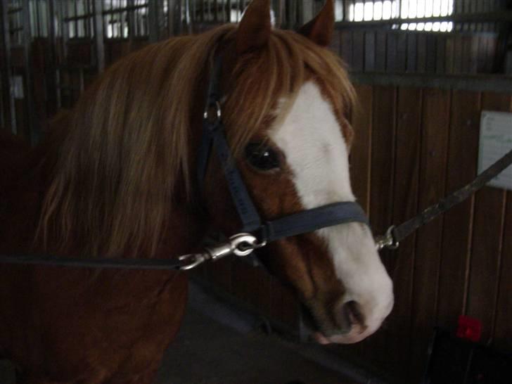 Welsh Mountain (sec A) Bubbly Snowflake  - Klar til en god strigle tur ? :) billede 5