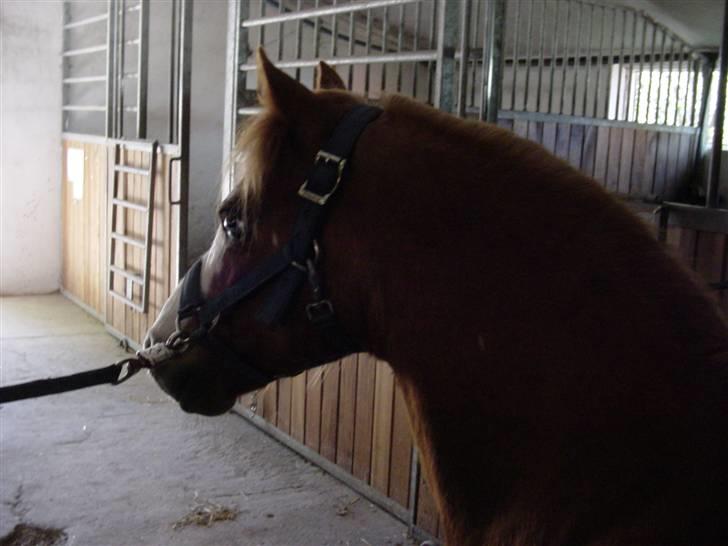 Welsh Mountain (sec A) Bubbly Snowflake  - Hingste tæmmeren med Hingste halsen ;3 billede 6