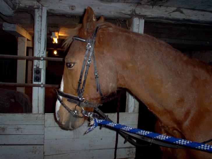 Anden særlig race robin (SOLGT) billede 5