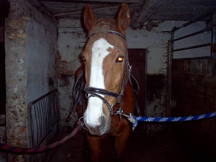 Anden særlig race robin (SOLGT) billede 6