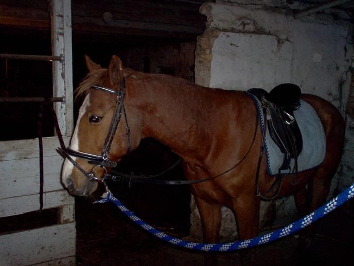 Anden særlig race robin (SOLGT) billede 7