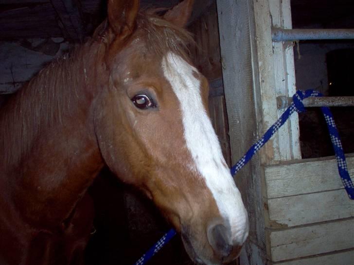 Anden særlig race robin (SOLGT) billede 8